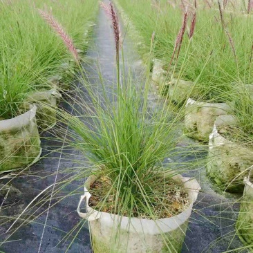 羽绒狼尾草紫穗狗尾巴草护坡观赏庭院花镜植物多年生宿根好养