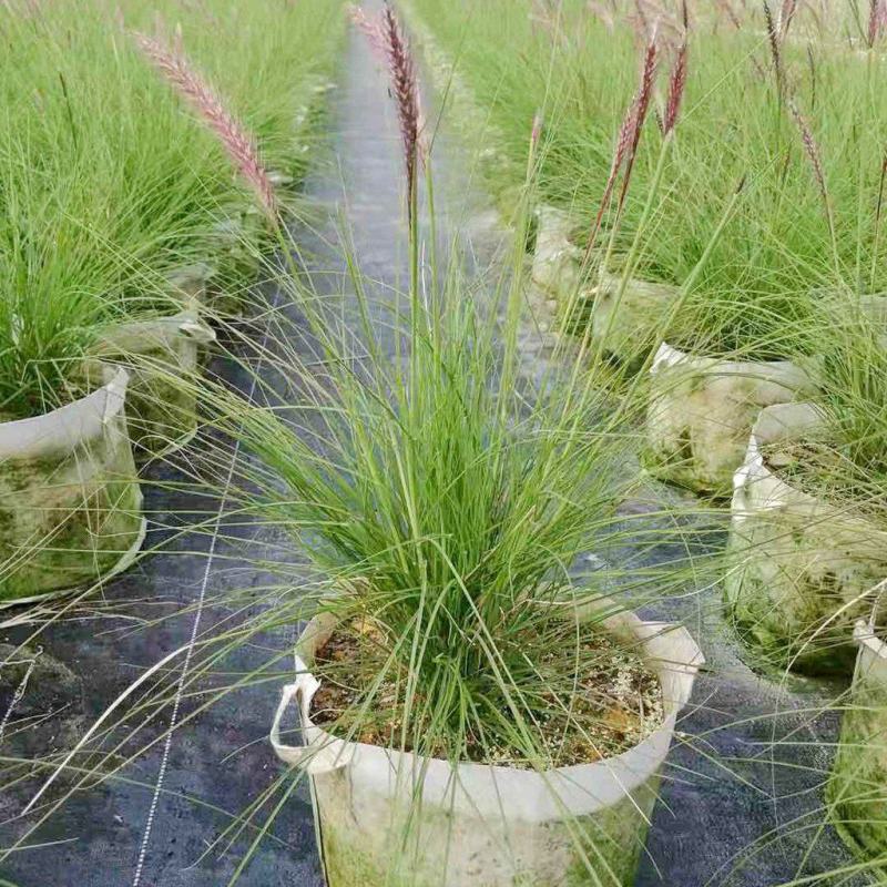 羽绒狼尾草紫穗狗尾巴草护坡观赏庭院花镜植物多年生宿根好养