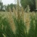 羽绒狼尾草紫穗狗尾巴草护坡观赏庭院花镜植物多年生宿根好养