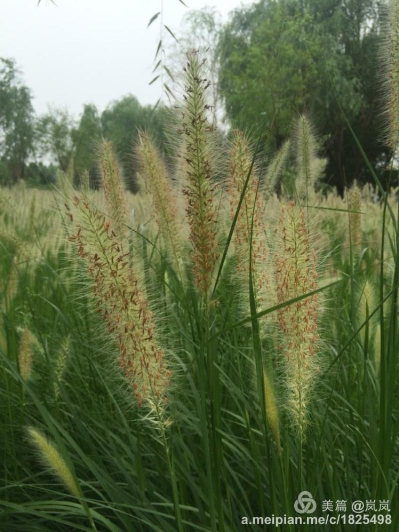 羽绒狼尾草紫穗狗尾巴草护坡观赏庭院花镜植物多年生宿根好养