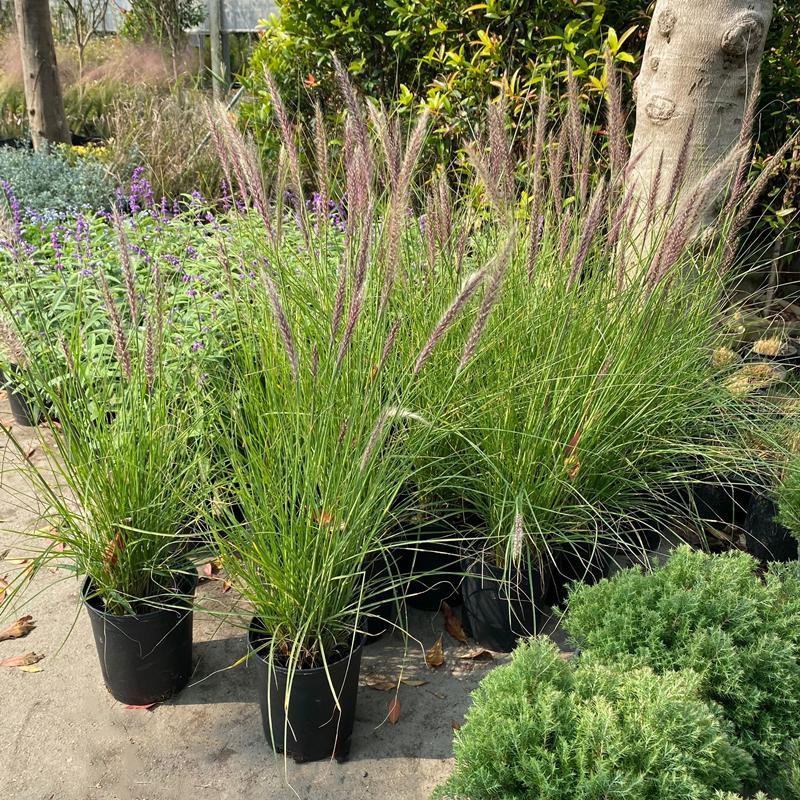 羽绒狼尾草紫穗狗尾巴草护坡观赏庭院花镜植物多年生宿根好养