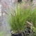 羽绒狼尾草紫穗狗尾巴草护坡观赏庭院花镜植物多年生宿根好养