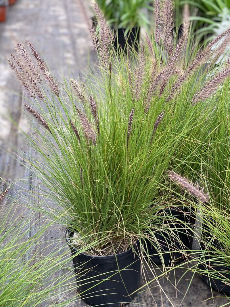 羽绒狼尾草紫穗狗尾巴草护坡观赏庭院花镜植物多年生宿根好养