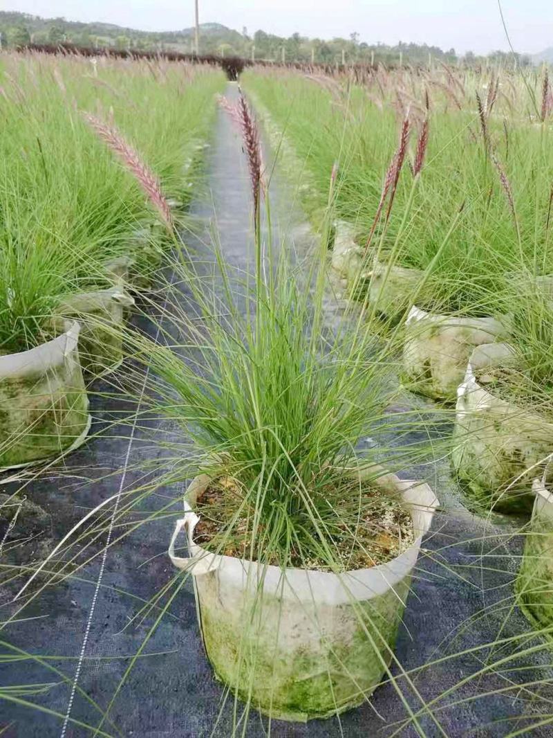 羽绒狼尾草紫穗狗尾巴草护坡观赏庭院花镜植物多年生宿根好养