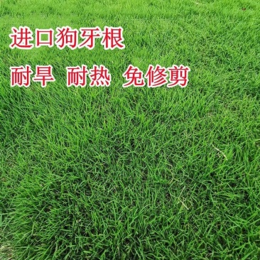 狗牙根草籽护坡固土公路绿化工程不修剪耐旱耐践踏巴根草草籽