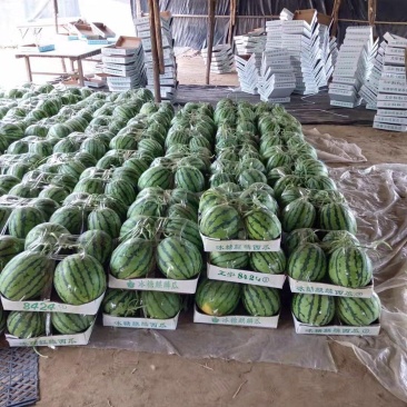 夏邑县大棚8424西瓜711西瓜一手货源，产地发货