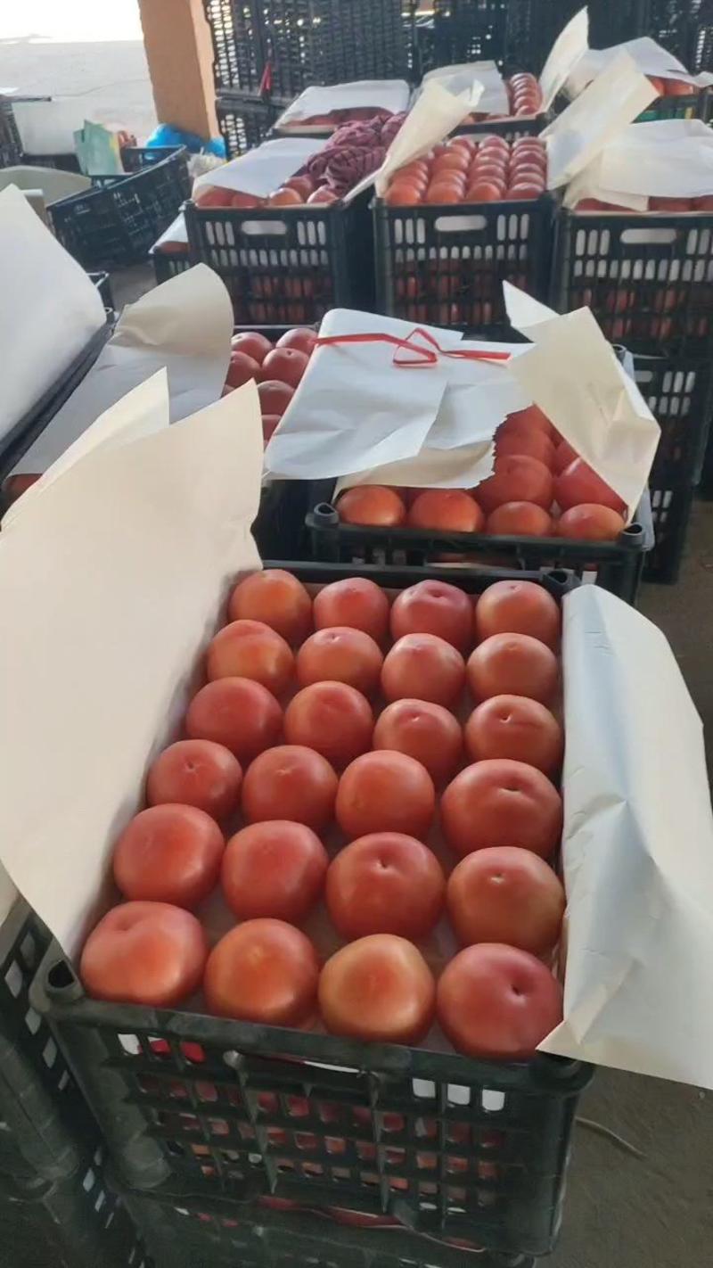 【西红柿】河北硬粉西红柿产地直发可视频看货品质保证