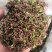 陕西大红袍花椒枝叶，花椒杆，泡脚香料打粉