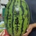 鼎盛一号懒汉西瓜种子抗病高产含糖量高易管理亩产15000