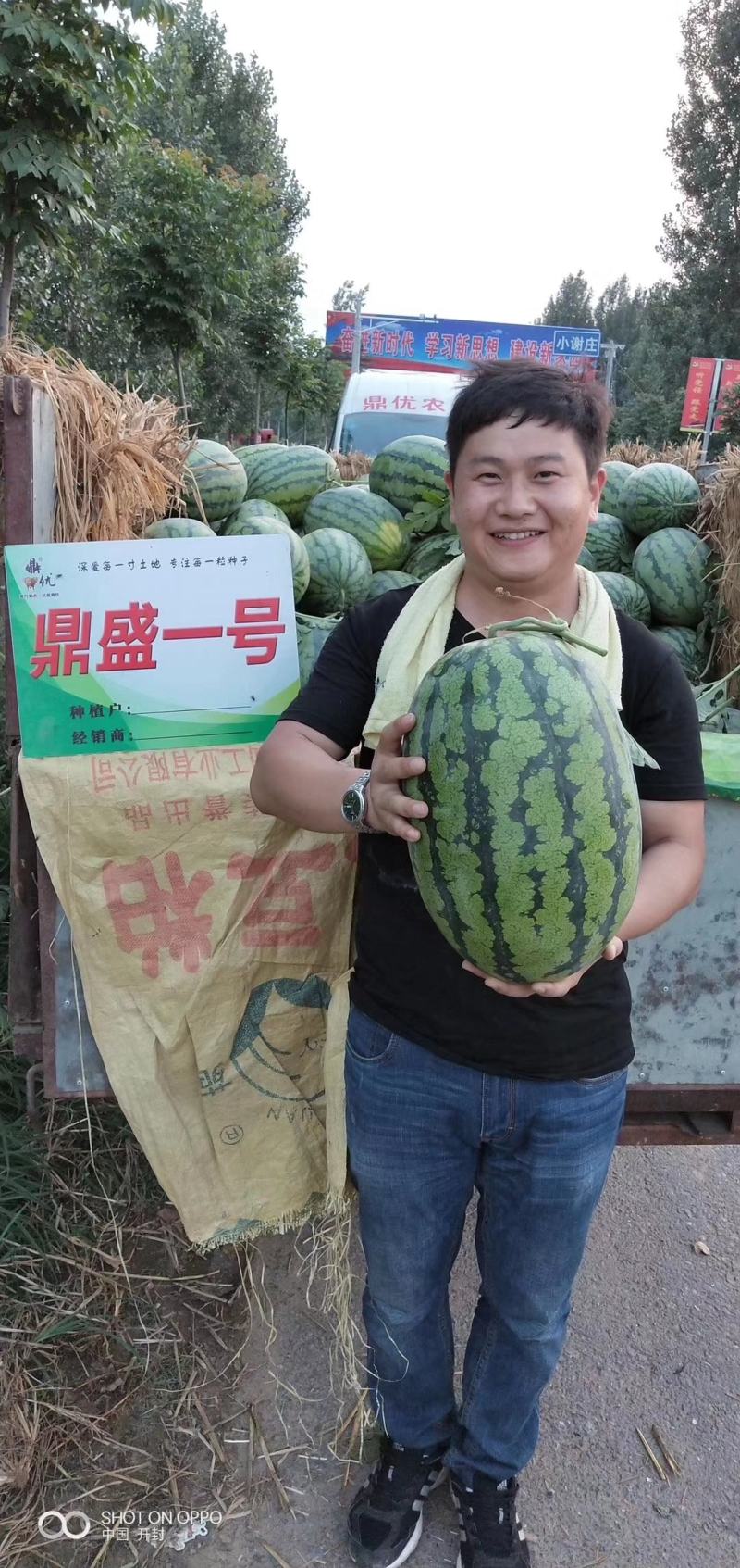鼎盛一号懒汉西瓜种子抗病高产含糖量高易管理亩产15000