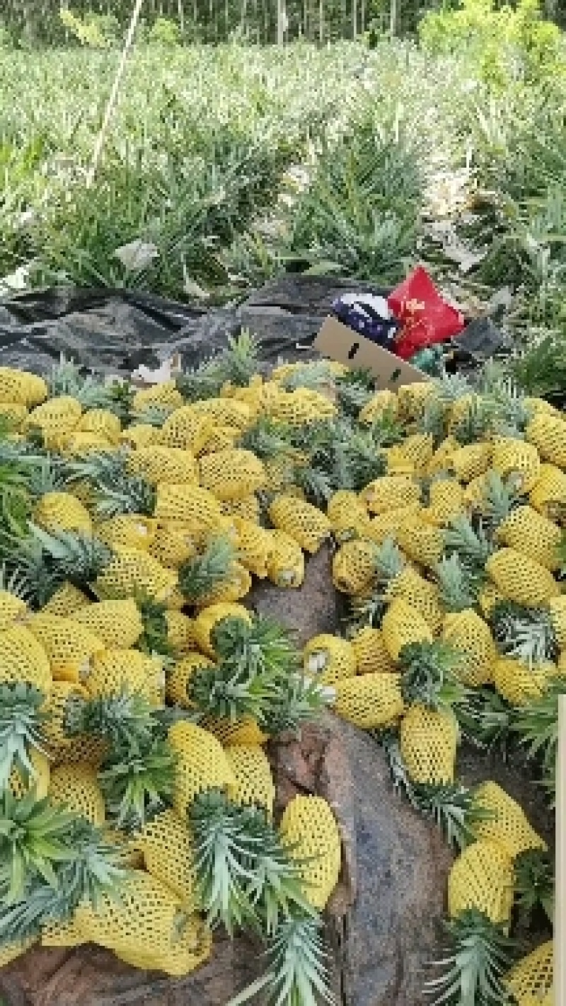 10万斤后天起摘