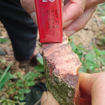 广西优质肉桂药食同源产地货源直销3