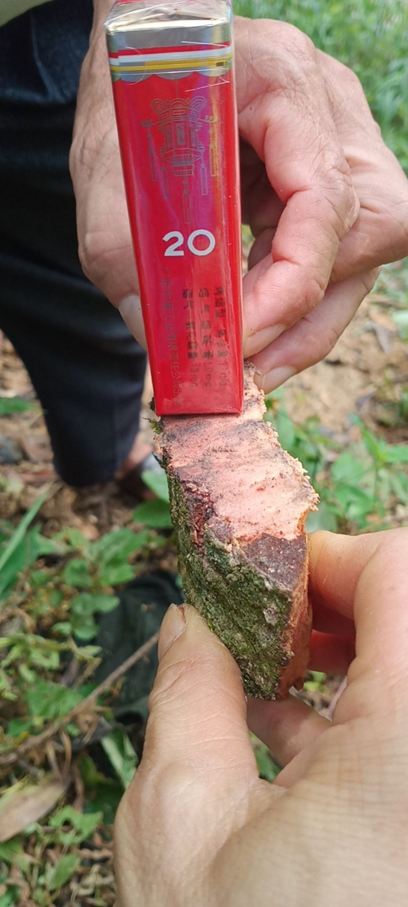 广西优质肉桂药食同源产地货源直销3