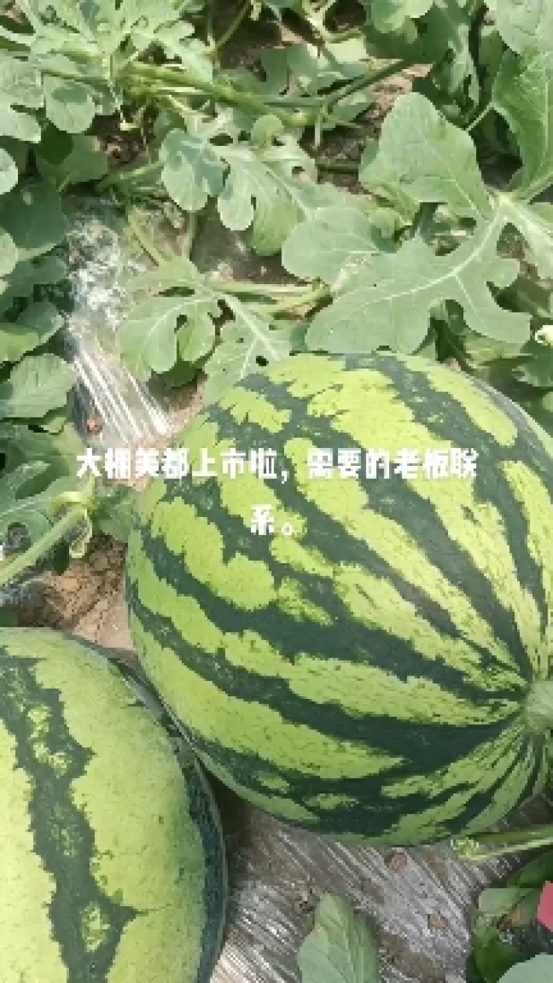 大棚美都西瓜，产地直发无中间商，低头上车价格
