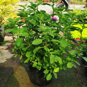 花镜植物蓝雾花盆栽蓝紫色花毛绒质感盆栽可作切花
