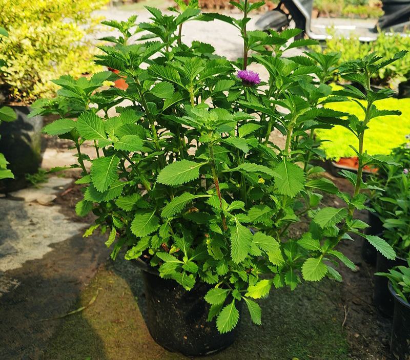 花镜植物蓝雾花盆栽蓝紫色花毛绒质感盆栽可作切花