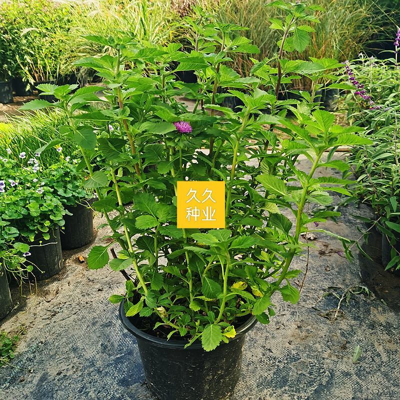 花镜植物蓝雾花盆栽蓝紫色花毛绒质感盆栽可作切花