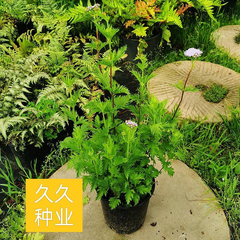 花镜植物蓝雾花盆栽蓝紫色花毛绒质感盆栽可作切花