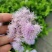 花镜植物蓝雾花盆栽蓝紫色花毛绒质感盆栽可作切花