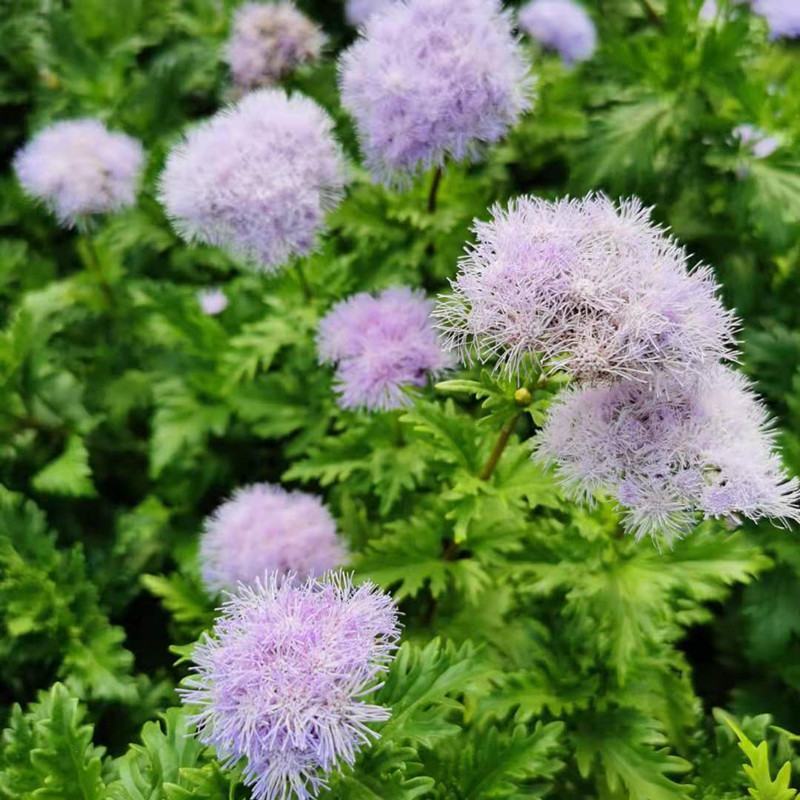 花镜植物蓝雾花盆栽蓝紫色花毛绒质感盆栽可作切花