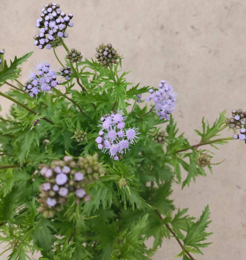 花镜植物蓝雾花盆栽蓝紫色花毛绒质感盆栽可作切花