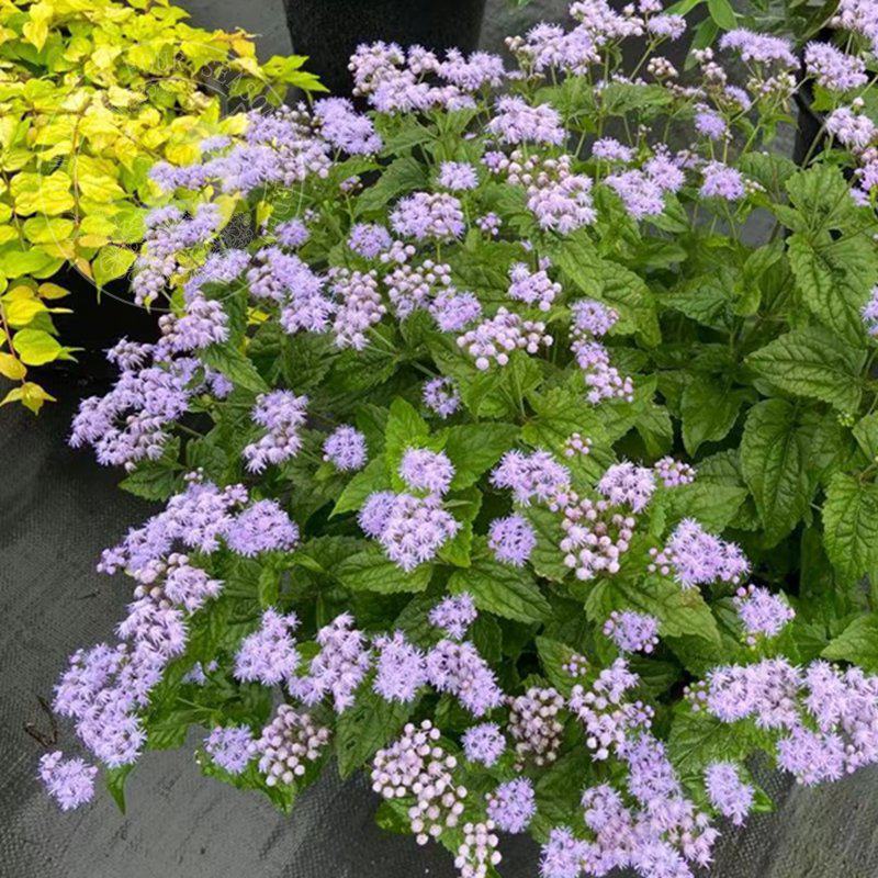 花镜植物蓝雾花盆栽蓝紫色花毛绒质感盆栽可作切花