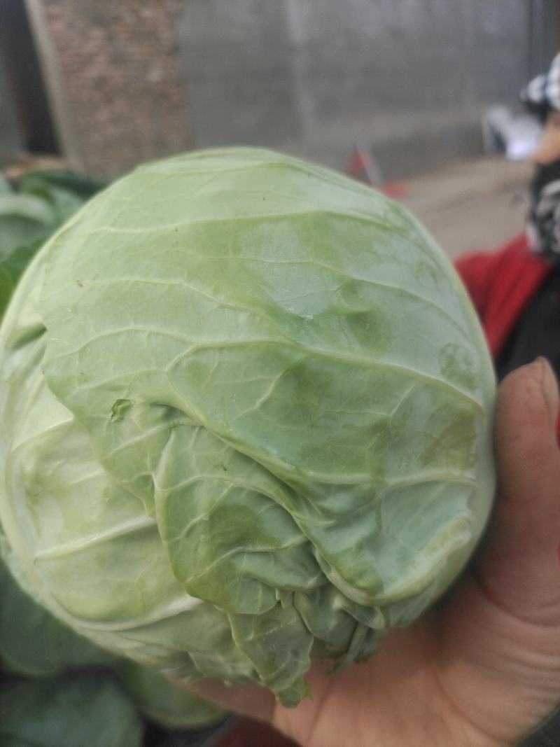 优质甘蓝正在上市高分期