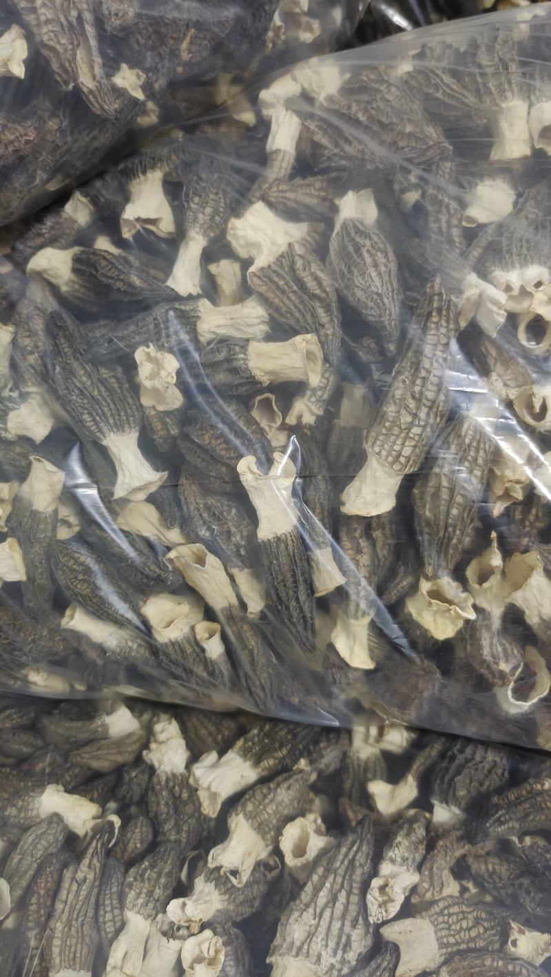羊肚菌
