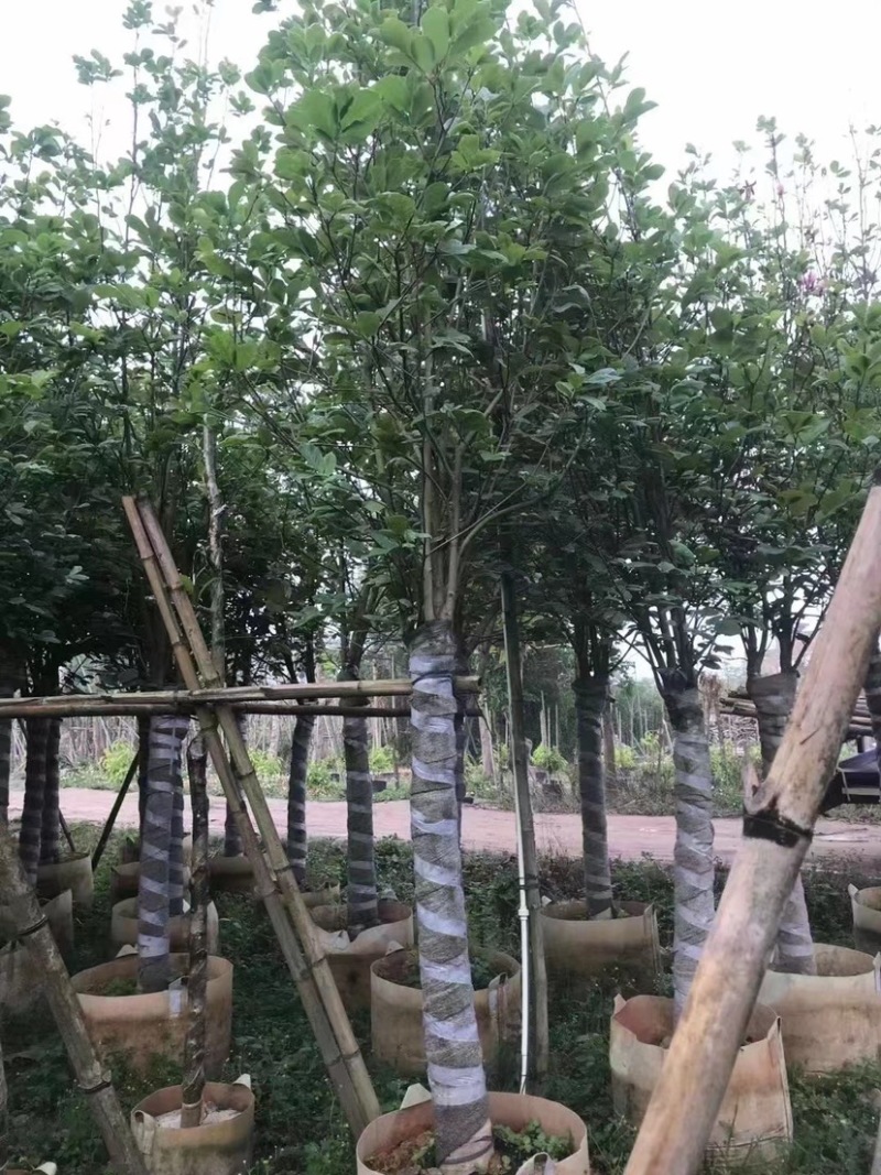 乔木绿化工程