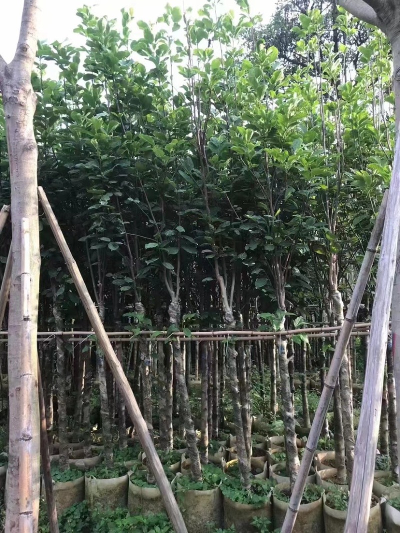 乔木绿化工程