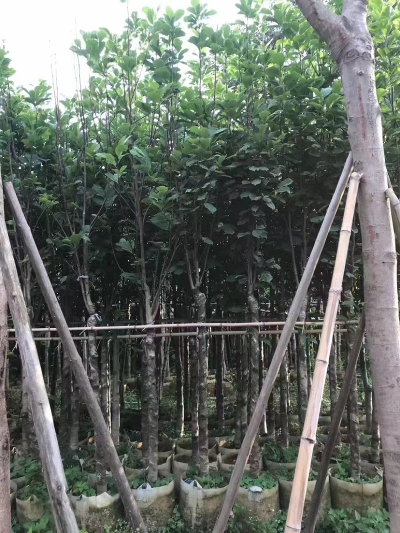 乔木绿化工程