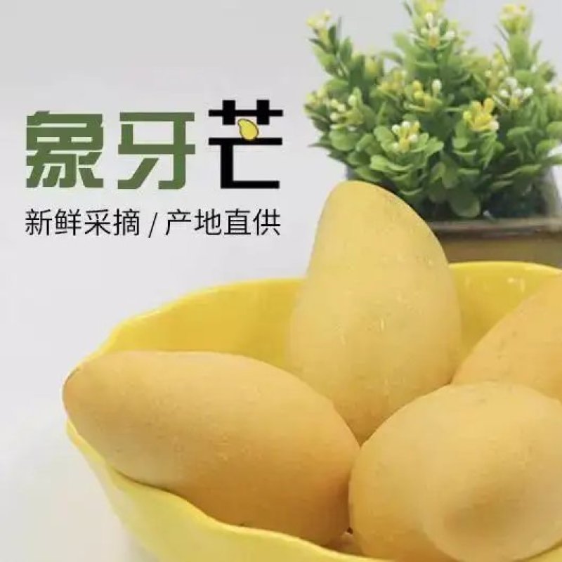 【精品】新鲜象牙芒产地直供欢迎咨询合作