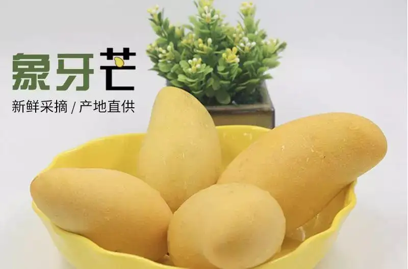 【精品】新鲜象牙芒产地直供欢迎咨询合作