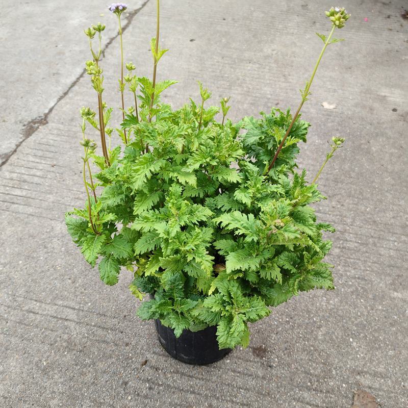 花镜植物蓝雾花盆栽蓝紫色花毛绒质感盆栽可作切花