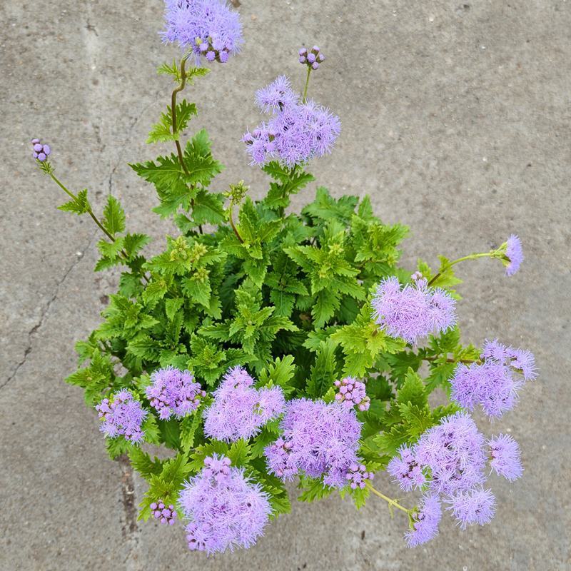 花镜植物蓝雾花盆栽蓝紫色花毛绒质感盆栽可作切花