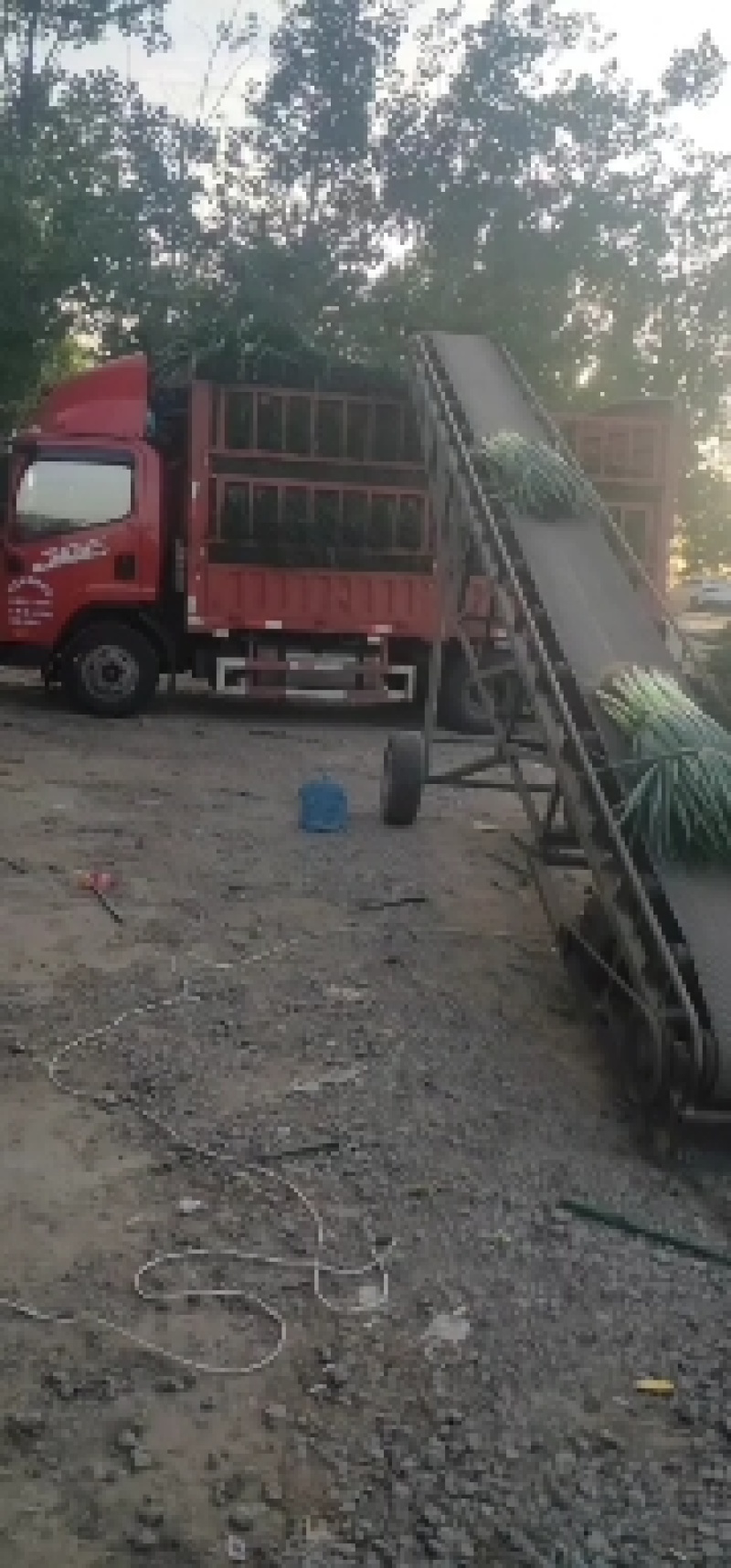 河北省保定市蠡县平地大葱。地膜葱，质量保证，生超电商