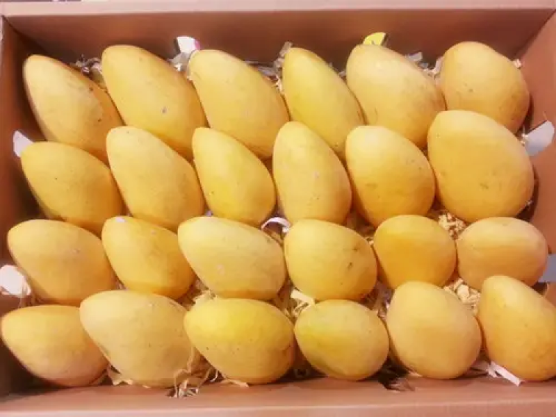 【精选】云南台农芒农家果园现摘现发鲜货供应