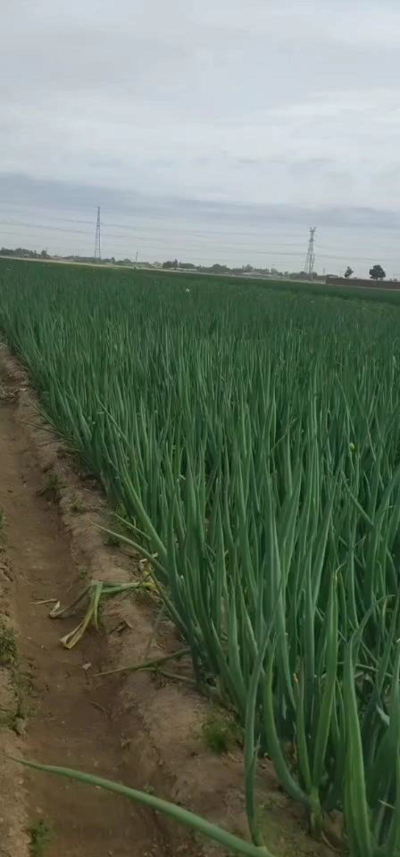 河北省保定市蠡县平地大葱。地膜葱，质量保证，生超电商
