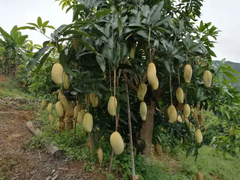 【产地直发】云南普洱晚熟芒农家果园现摘现发