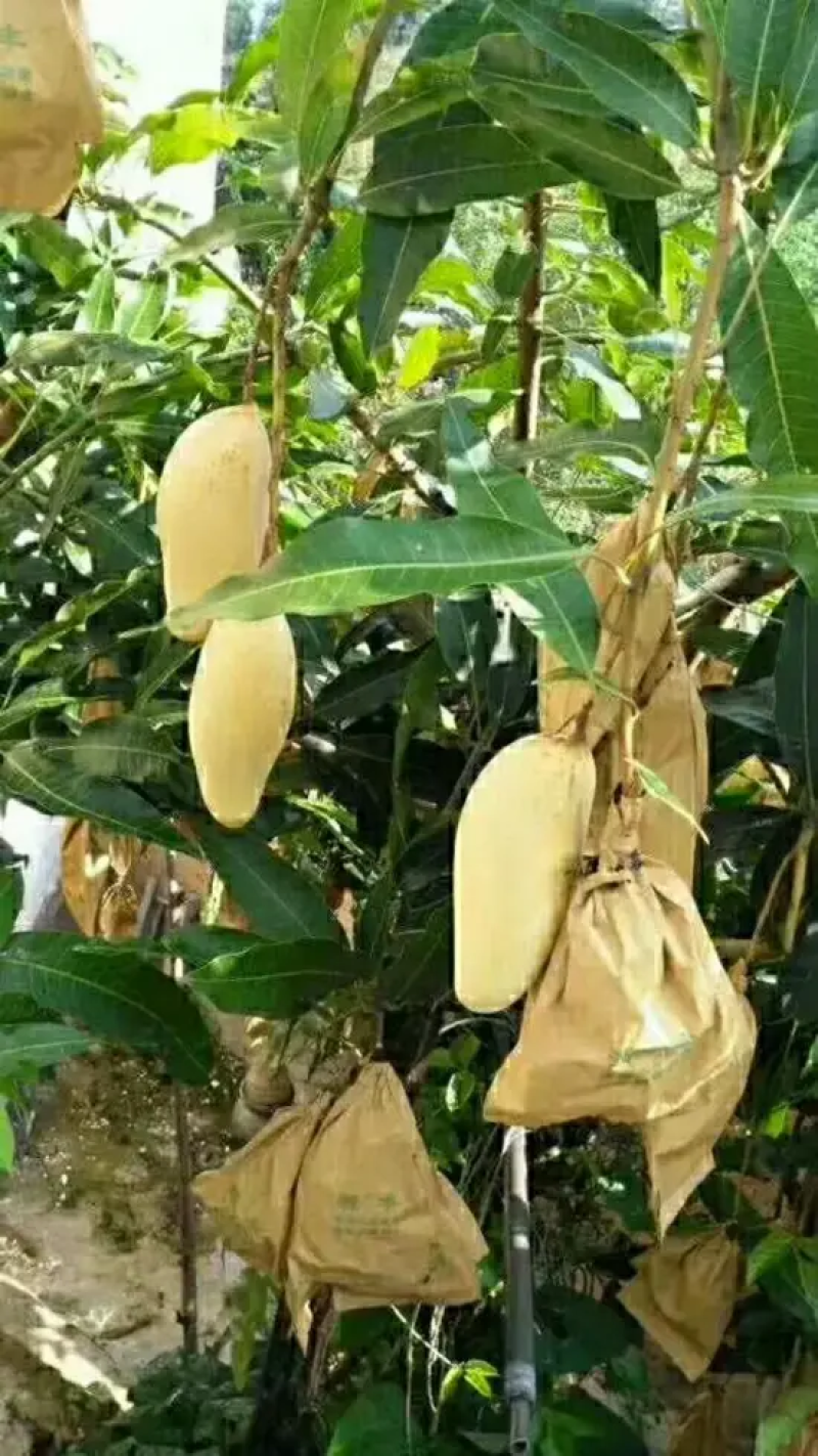 【产地直发】云南普洱晚熟芒农家果园现摘现发