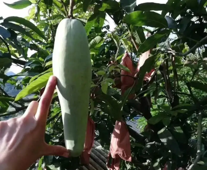 【产地直发】云南普洱晚熟芒农家果园现摘现发