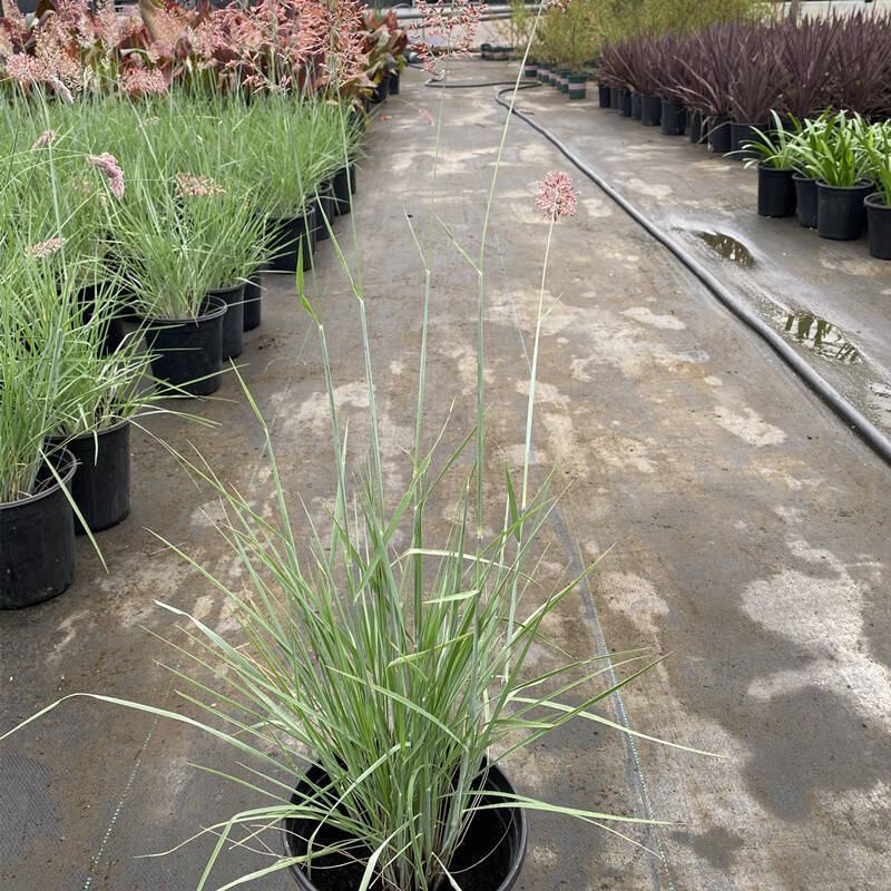 糖蜜草植物花卉观赏绿化花镜地被草地改良水保先锋草盆栽