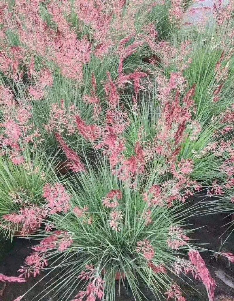 糖蜜草植物花卉观赏绿化花镜地被草地改良水保先锋草盆栽
