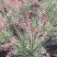 糖蜜草植物花卉观赏绿化花镜地被草地改良水保先锋草盆栽