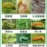 巧妙甲维盐蓟马药水稻卷叶螟豆青虫钻心虫豆角果树蓟马杀虫剂