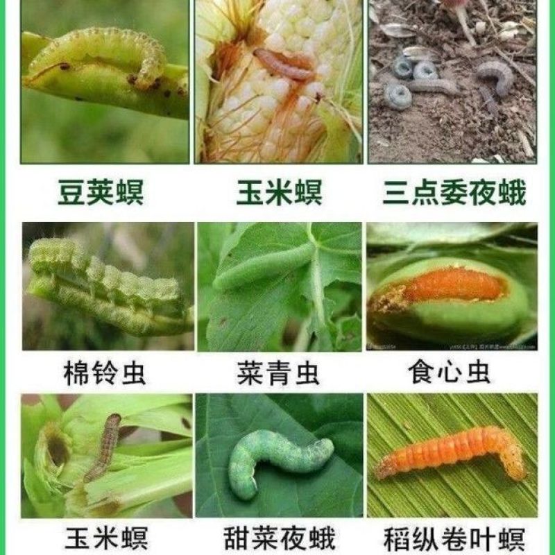巧妙甲维盐蓟马药水稻卷叶螟豆青虫钻心虫豆角果树蓟马杀虫剂