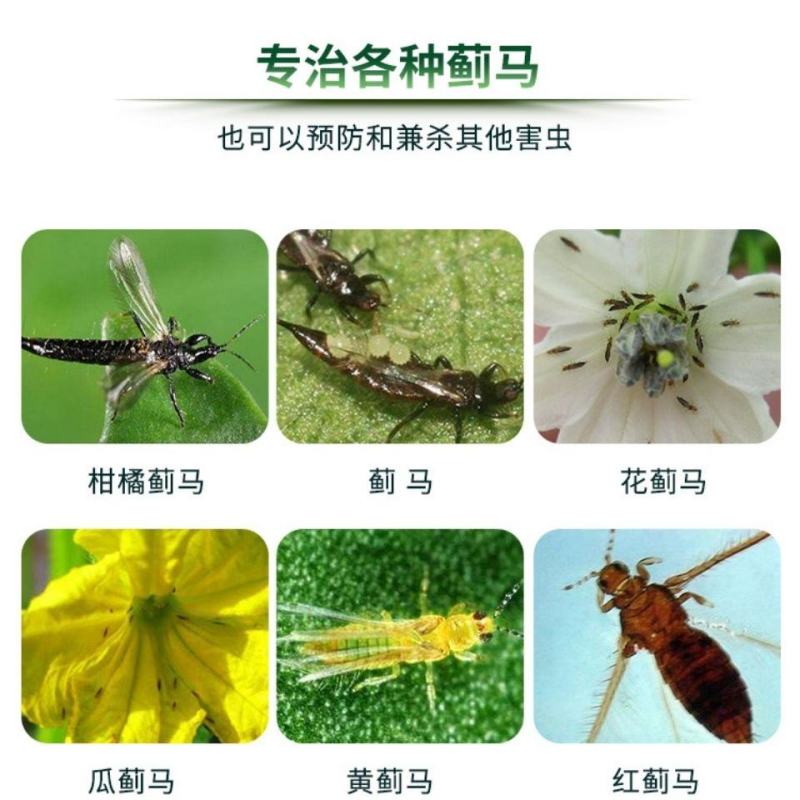 巧妙甲维盐蓟马药水稻卷叶螟豆青虫钻心虫豆角果树蓟马杀虫剂