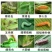 巧妙甲维盐蓟马药水稻卷叶螟豆青虫钻心虫豆角果树蓟马杀虫剂
