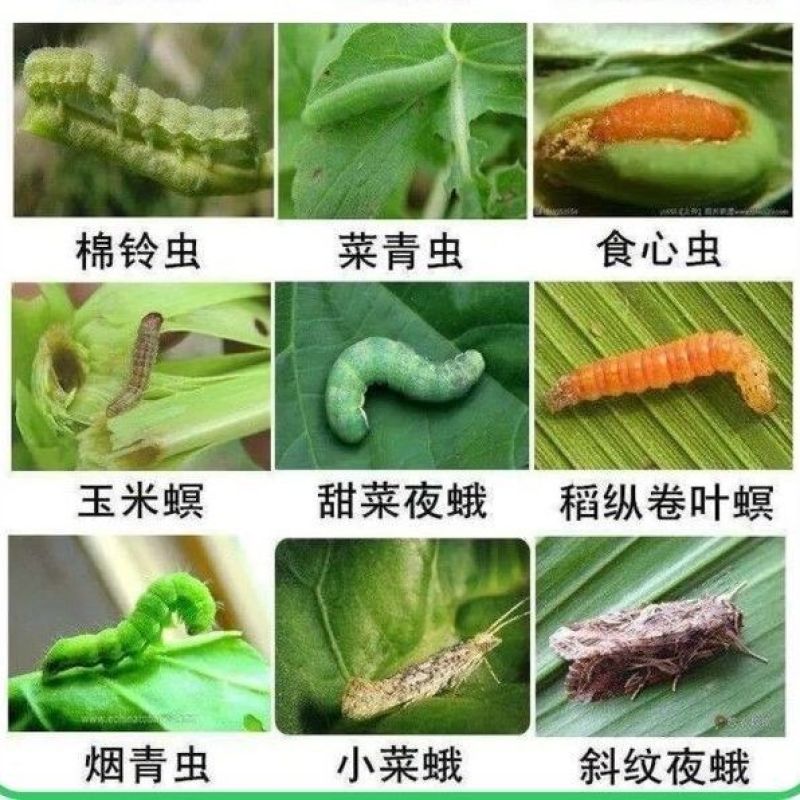 巧妙甲维盐蓟马药水稻卷叶螟豆青虫钻心虫豆角果树蓟马杀虫剂