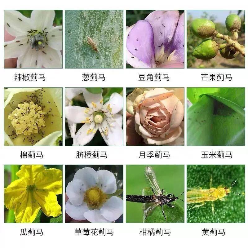 巧妙甲维盐蓟马药水稻卷叶螟豆青虫钻心虫豆角果树蓟马杀虫剂